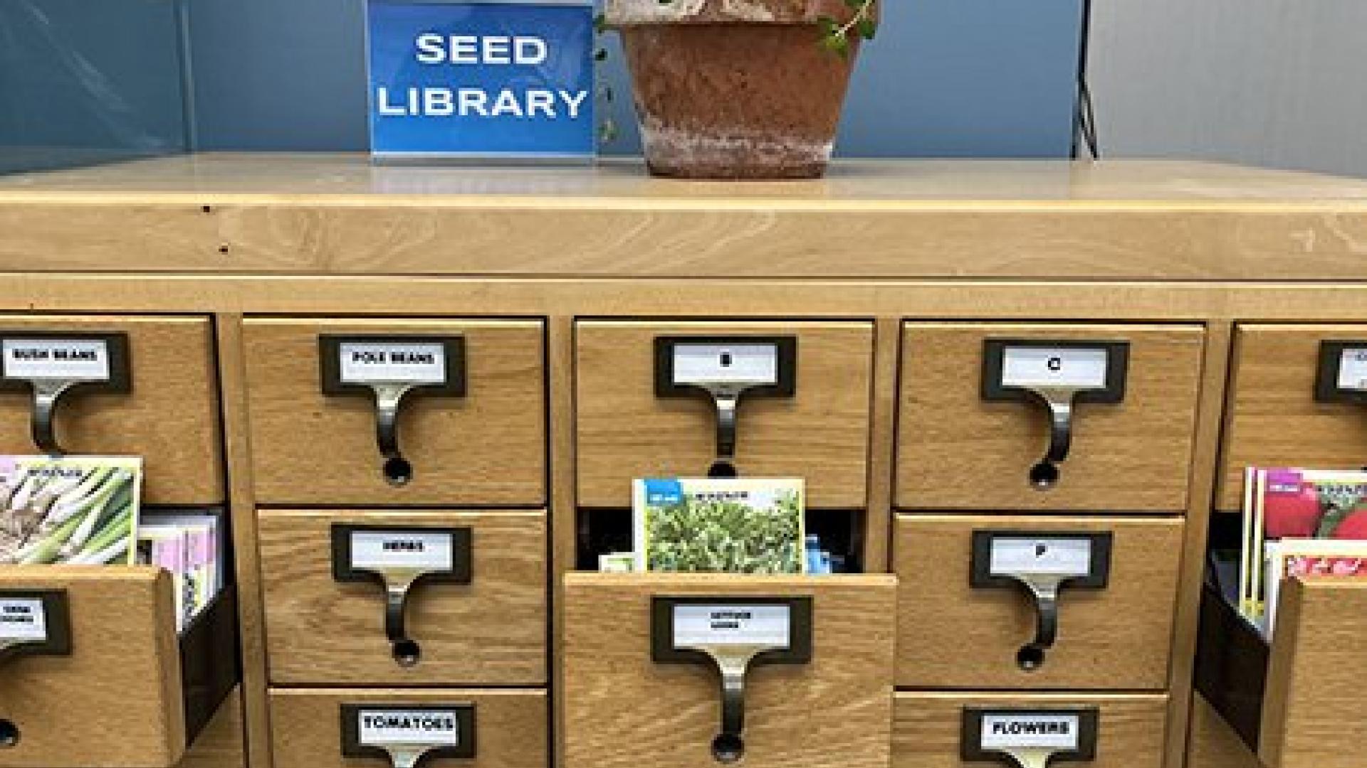 Seed library with index drawers and a potted plant on top.